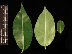 Salix pentandra. Leaves showing upper (left) and lower surfaces and small proximal leaf.
 Image: D. Glenny © Landcare Research 2020 CC BY 4.0